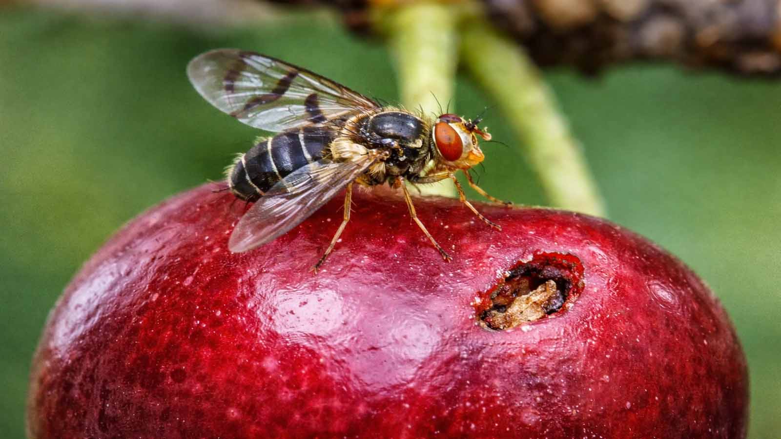 Makroaufnahme einer Kirschfruchtfliege auf einer roten Kirsche mit deutlich sichtbaren Flügelzeichnungen und typischen Körpermerkmalen.