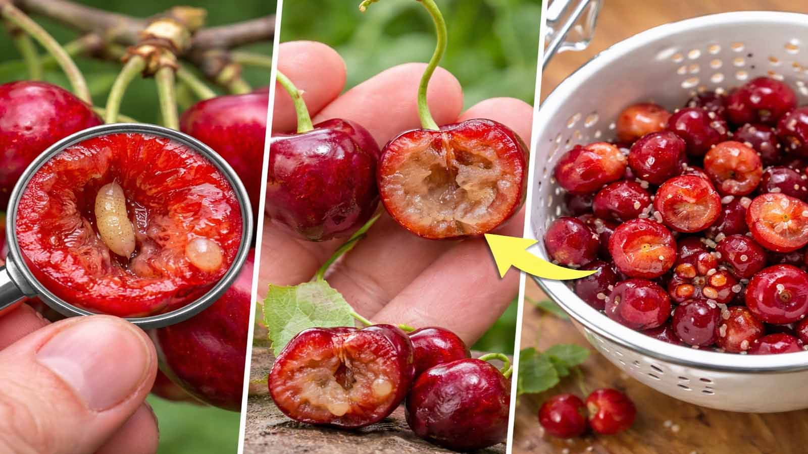 Collage mit aufgeschnittenen Kirschen und sichtbaren Larven sowie weich-matschigem Fruchtfleisch als typische Anzeichen für Befall durch die Kirschfruchtfliege.