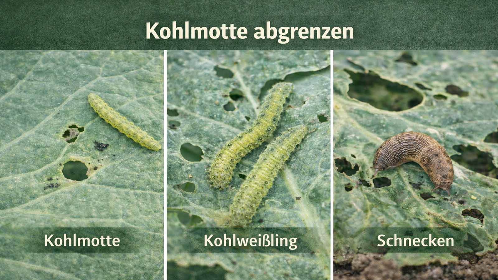 Dreiteiliges Querformat-Bild zum Vergleich von Kohlmotte, Kohlweißling und Schnecken an Kohlblättern mit typischen Fraßschäden und mittig gesetzten Beschriftungen.