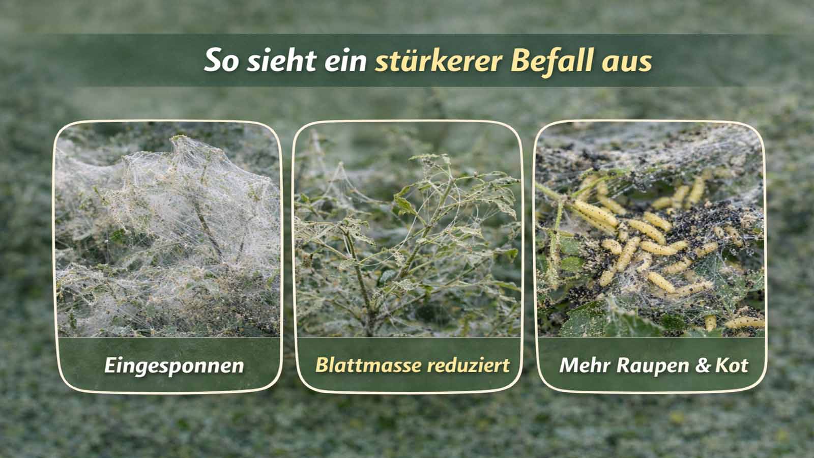 Vergleichsbild mit starkem Gespinstmottenbefall: ganze Zweige sind eingesponnen, die Blattmasse ist deutlich reduziert und im Gespinst sind viele Raupen sowie dunkle Kotspuren sichtbar.