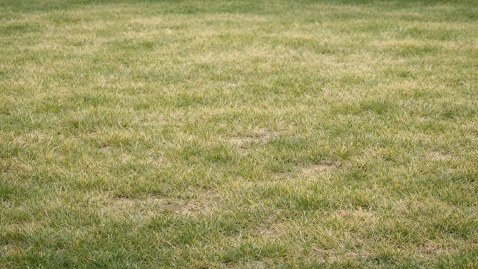 Blassgrüner, insgesamt heller Rasen mit langsamem Wuchs, dünnerer Grasnarbe und ohne klares Fleckenmuster – typisch für möglichen Stickstoffmangel.