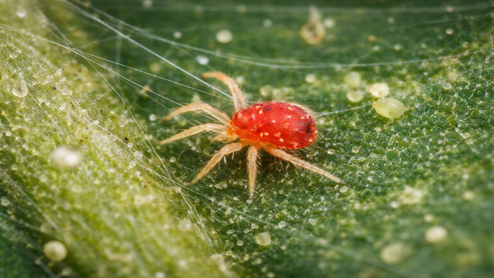 Makroaufnahme einer roten Spinnmilbe auf grünem Blatt mit feinen Gespinsten und typischer punktförmiger Blattschädigung im Hintergrund.