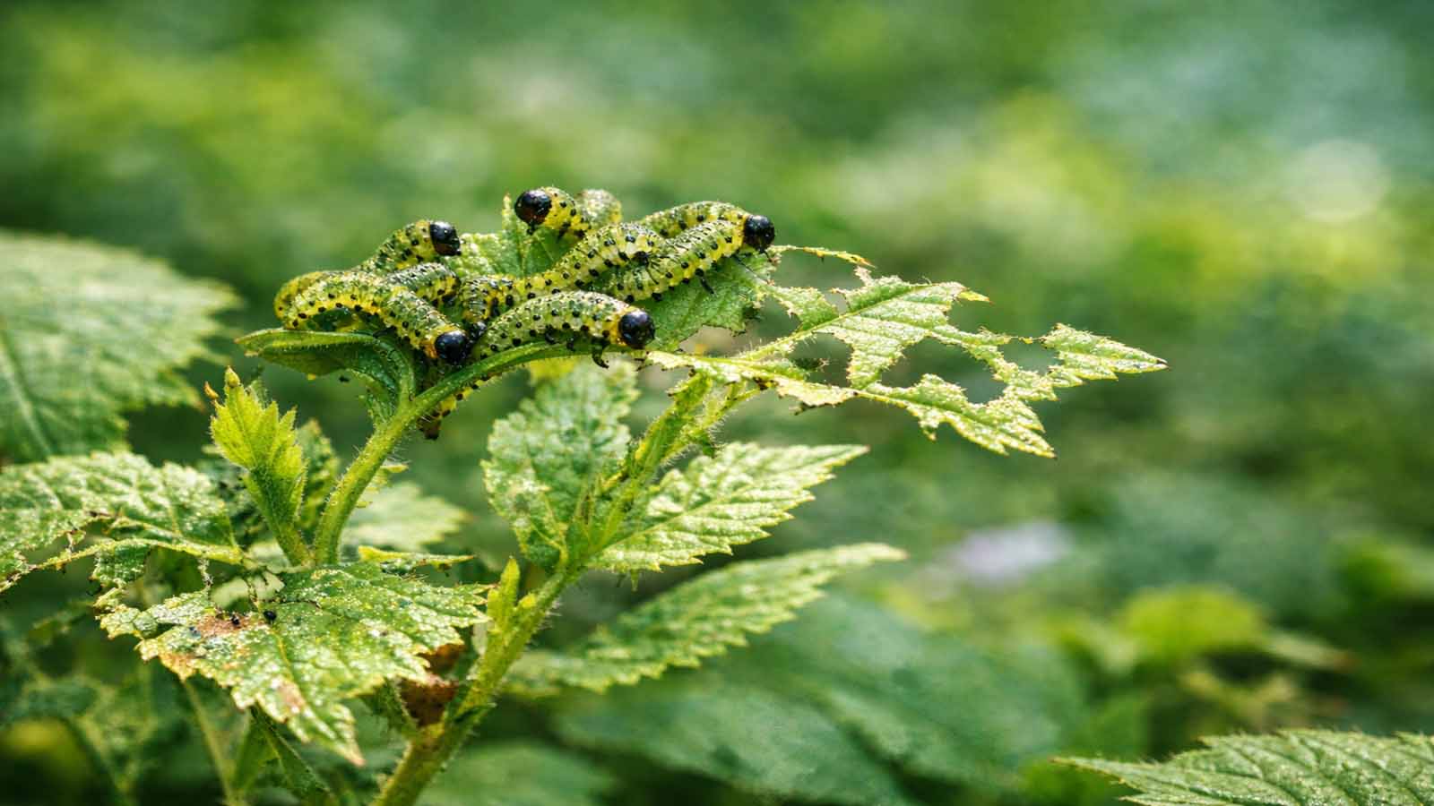 Mehrere Blattwespenlarven sitzen dicht beieinander auf einer Gartenpflanze und fressen an jungen Blättern mit frischen Fraßspuren an Blatträndern und weichen Blattteilen.