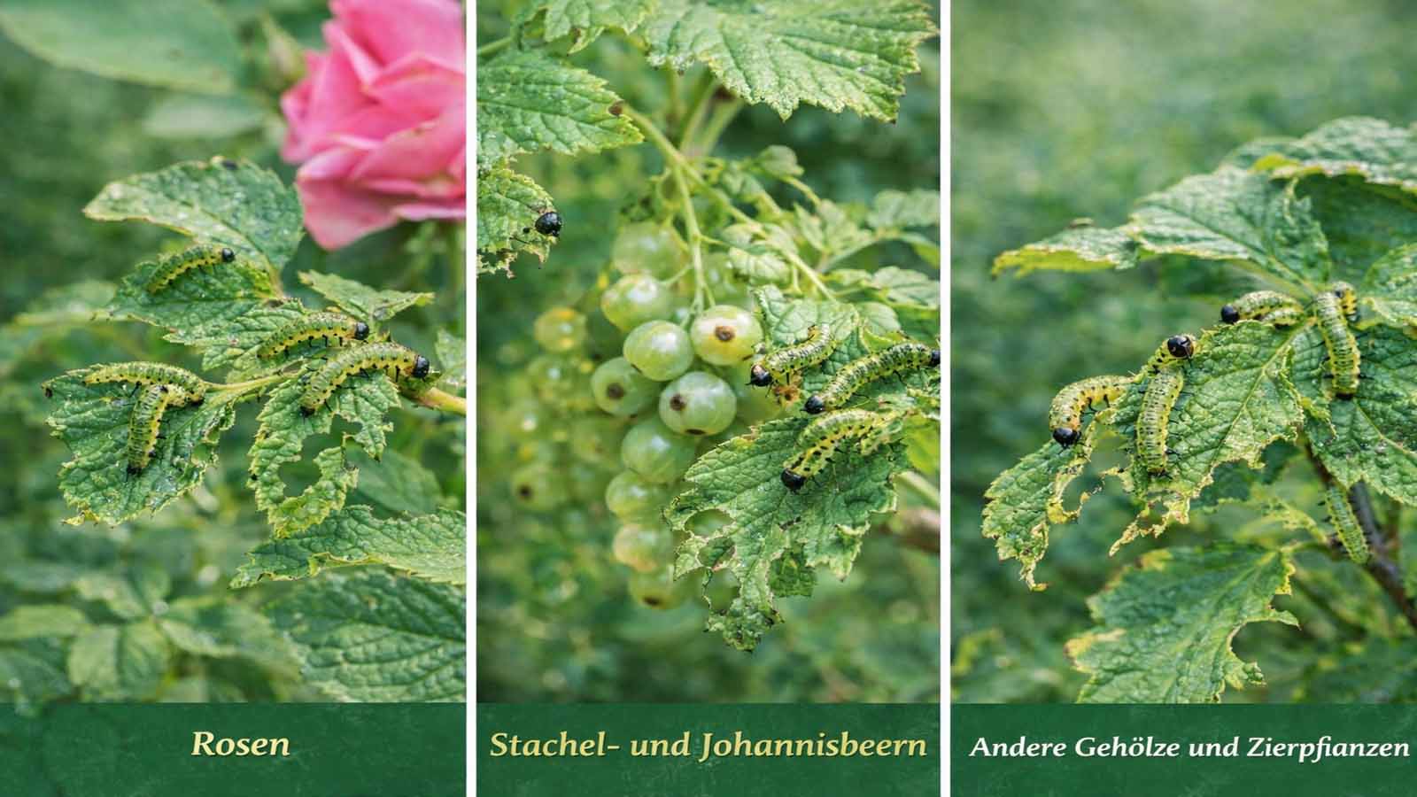 Dreiteiliges Bild mit Blattwespenlarven und Fraßspuren an verschiedenen Pflanzen: links Rose, mittig Stachel- oder Johannisbeere, rechts anderes Gehölz oder Zierpflanze.