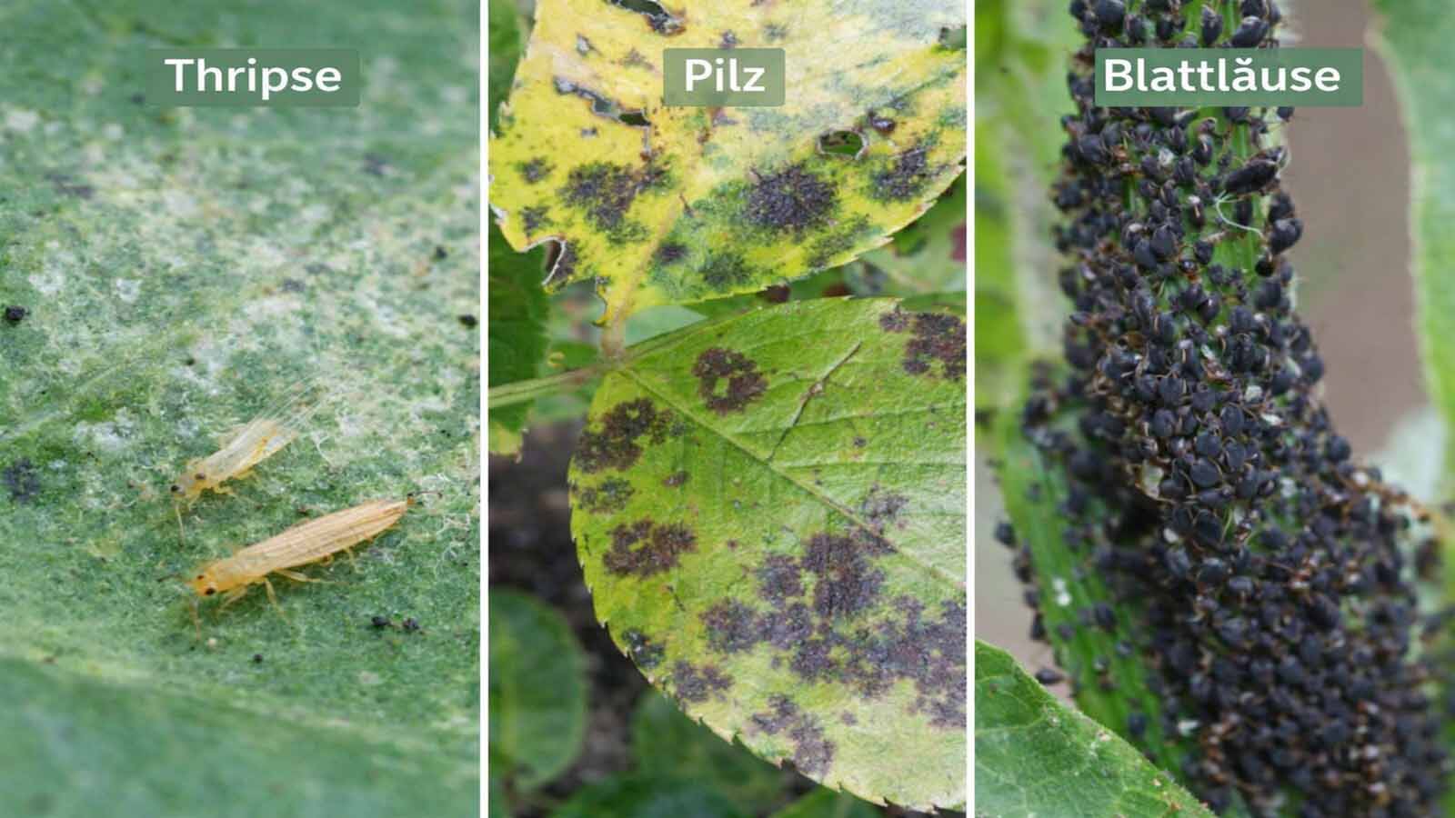 Dreigeteiltes Vergleichsbild mit Thrips-Schäden (silbrige Schlieren), pilztypischen Blattflecken und einer dichten Blattlauskolonie an einem Pflanzenstängel.