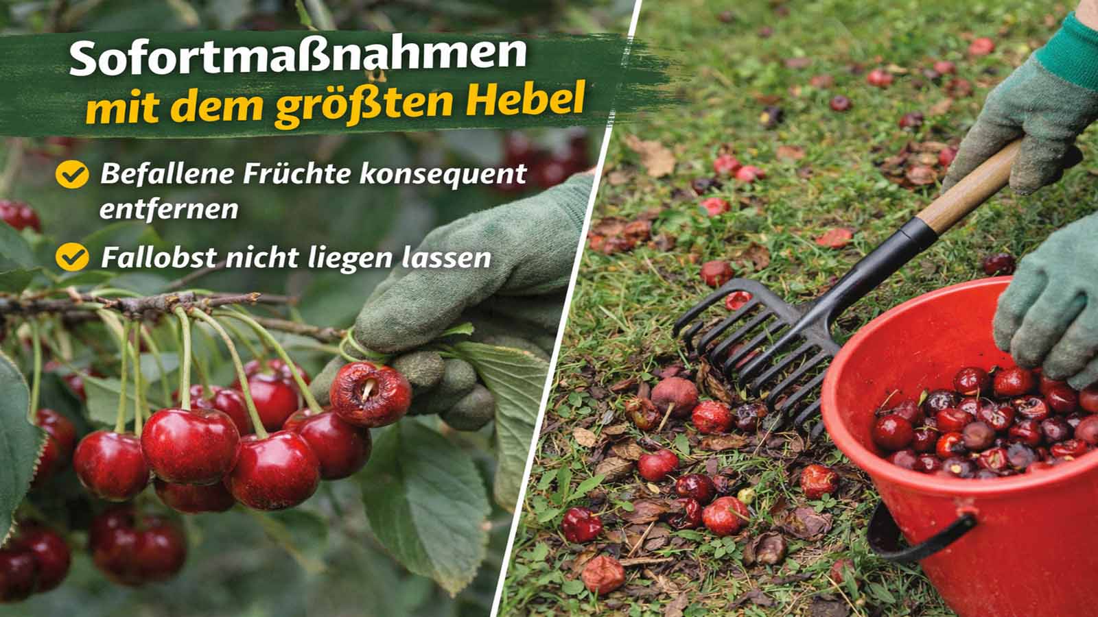 Befallenen Kirschen am Baum und Fallobst auf dem Boden, das mit Handschuhen und Harke in einen Eimer gesammelt wird; Text zu Sofortmaßnahmen gegen Kirschfruchtfliege.