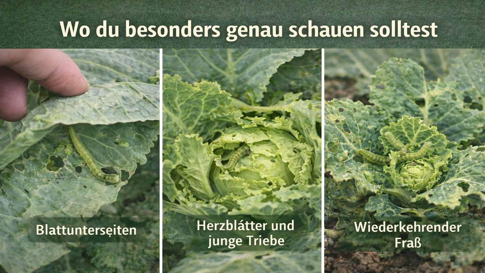 Dreiteiliges Querformat-Bild zu Kohlmotte-Befall mit Blick auf Blattunterseiten, Herzblätter und junge Triebe sowie wiederkehrende Fraßschäden an Kohlpflanzen.