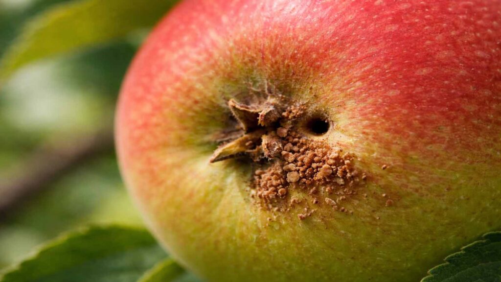 Bräunliche Kotkrümel oder mehlartiger Auswurf am Einbohrloch – starkes Indiz für Apfelwickler.