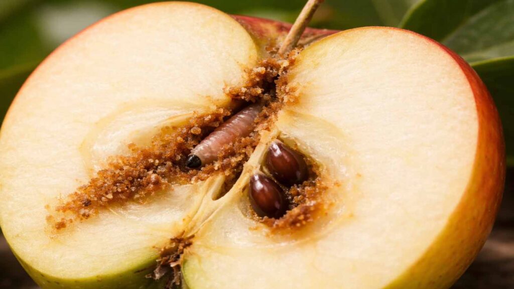 Aufgeschnittener Apfel mit Fraßgang Richtung Kerngehäuse und krümelig-braunen Fraßresten – typisch für Apfelwickler.