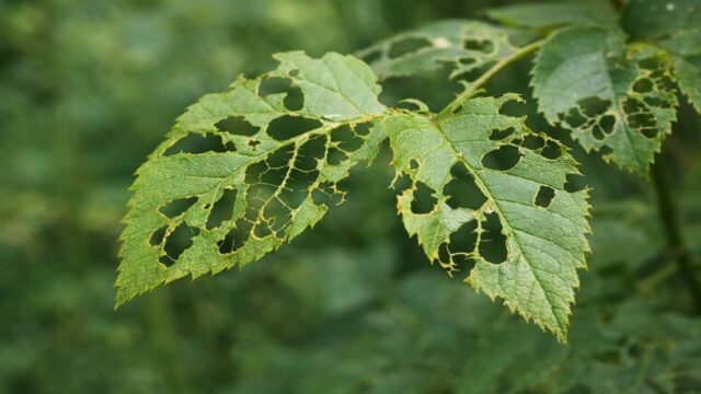 Blattwespen-Fraßbild: unregelmäßiger Loch- und Randfraß bis zu fast skelettierten Blättern.