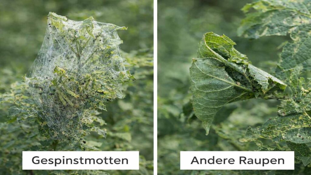 Vergleich: flächiges Gespinst der Gespinstmotte über mehreren Blättern vs. andere Raupen mit eingerollten/zusammengezogenen Blättern.