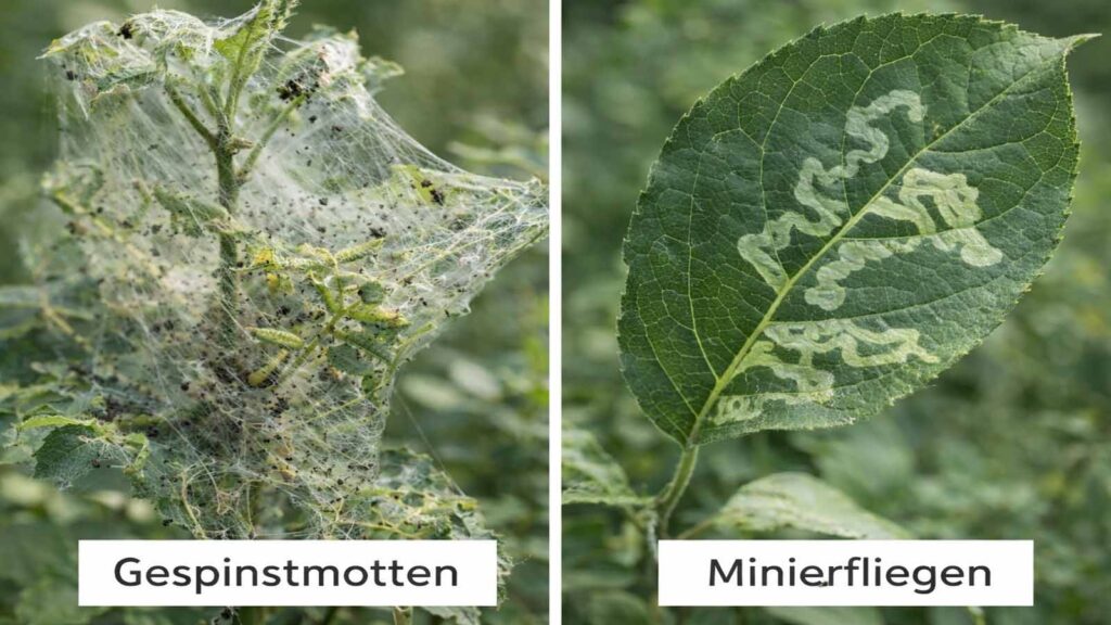 Vergleich: Gespinstmotten machen äußere Gespinste am Trieb, Minierfliegen verursachen Fraßgänge im Blatt.
