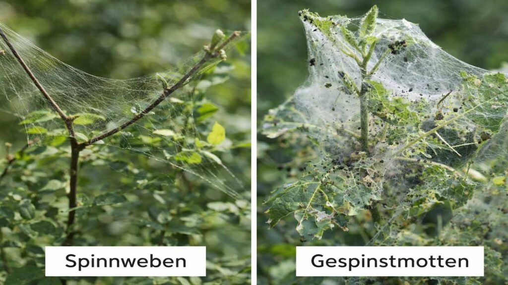 Vergleich: lockere Spinnweben ohne Fraßbild vs. dichtes Gespinst der Gespinstmotte mit Fraßspuren am Trieb.