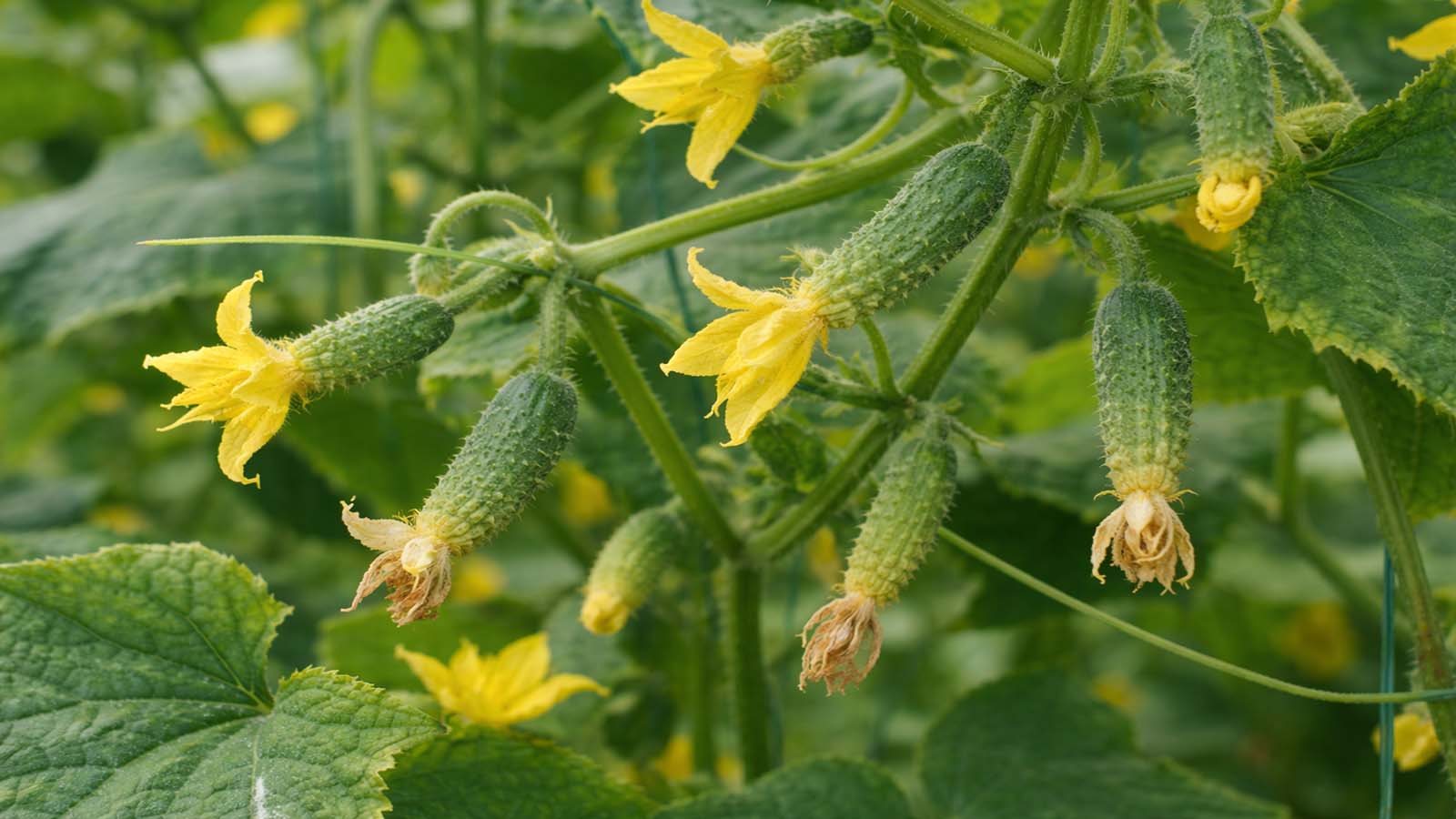 Nahaufnahme einer Gurkenpflanze mit gelben Blüten und mehreren kleinen Fruchtansätzen, die im Wachstum stehen geblieben sind und nicht weiter ausreifen.