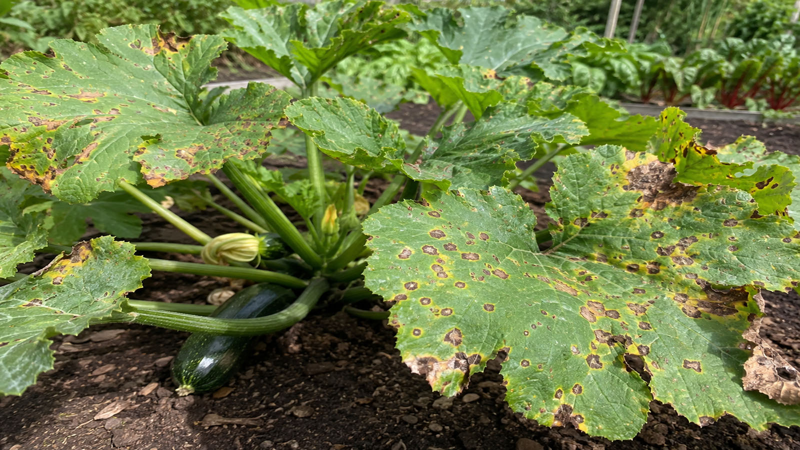 Zucchini-Pflanze im Gartenbeet mit großen grünen Blättern, die braune Flecken, gelbliche Ränder und geschädigte Blattstellen zeigen.