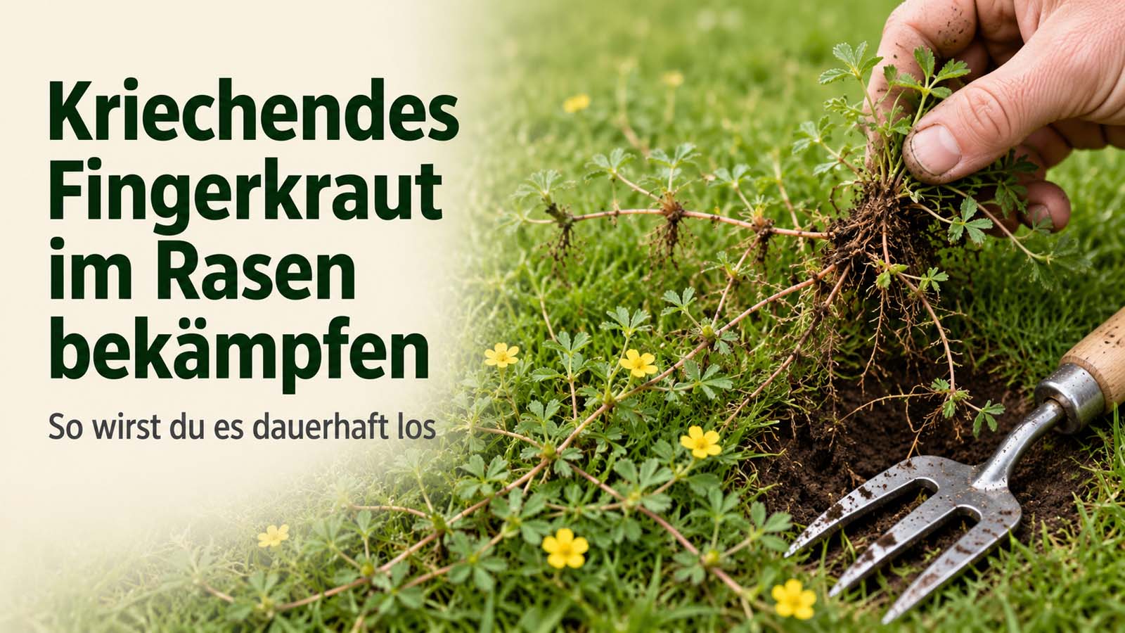 Kriechendes Fingerkraut mit Ausläufern, gefingerten Blättern und gelben Blüten breitet sich im Rasen aus und wird samt Wurzeln entfernt.