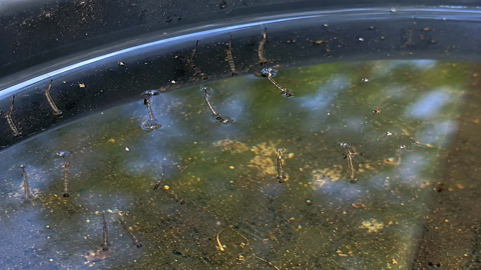 Nahaufnahme von Mückenlarven, die in trübem Wasser knapp unter der Wasseroberfläche hängen.