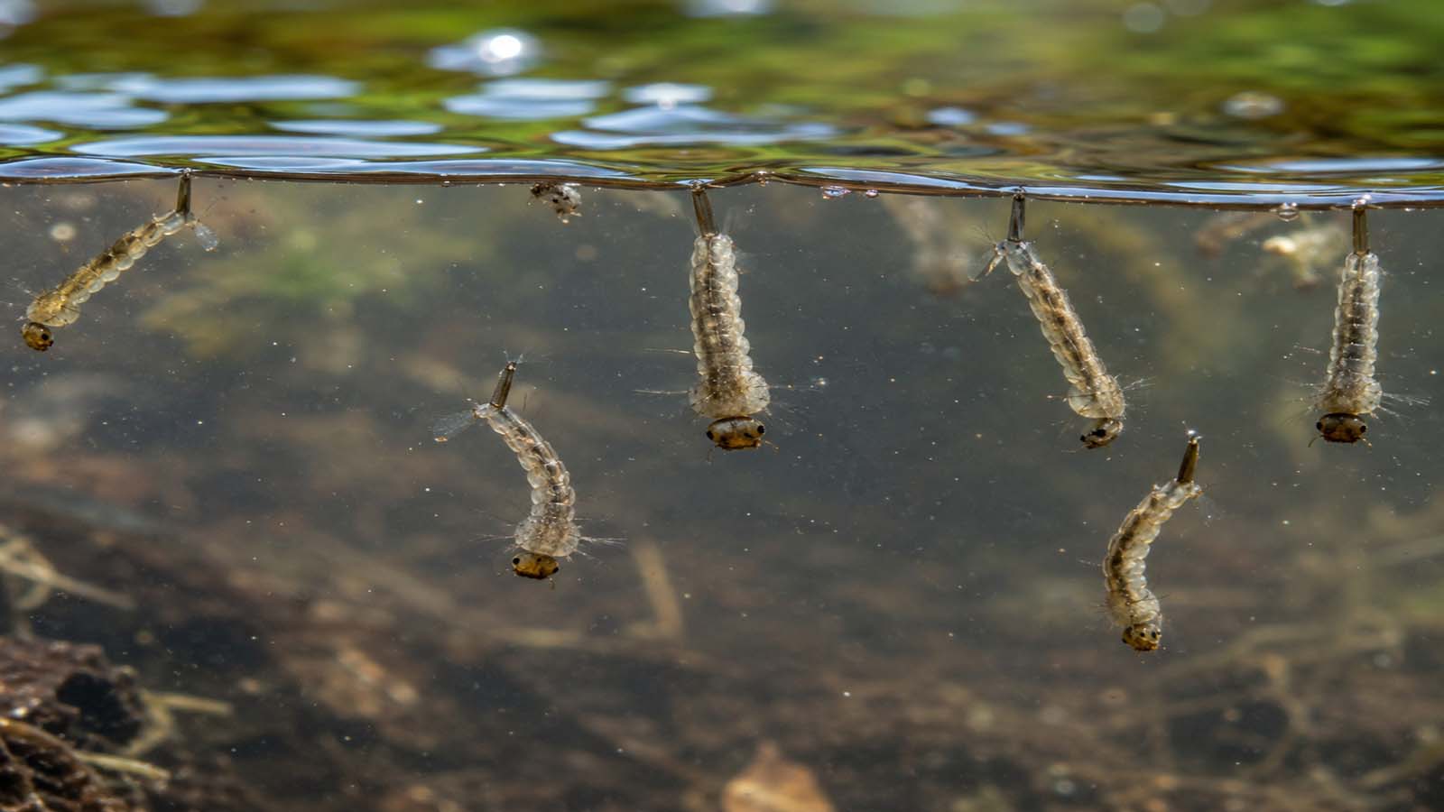 Nahaufnahme von Mückenlarven, die knapp unter der Wasseroberfläche hängen und als kleine, längliche Larven im stehenden Wasser sichtbar sind.
