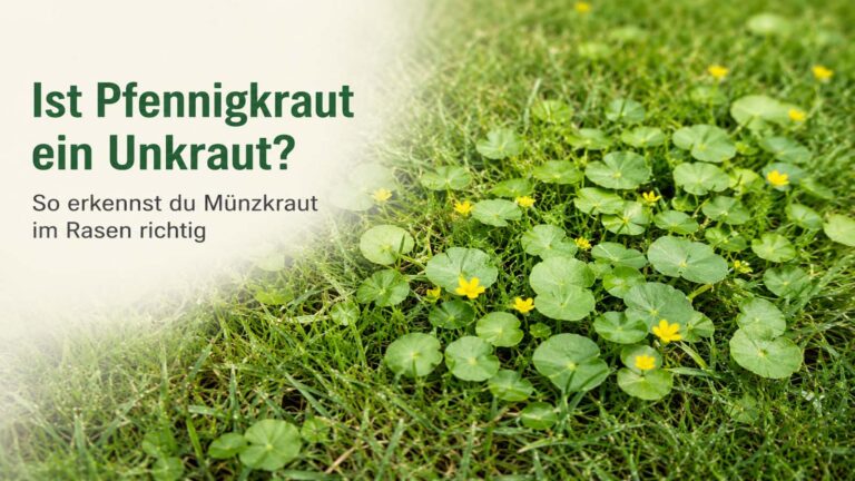Pfennigkraut im Rasen: sicher erkennen und dauerhaft entfernen