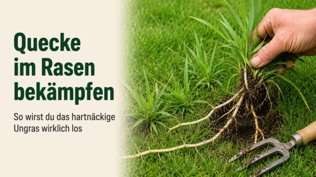 Quecke im Rasen bekämpfen: So wirst du das hartnäckige Ungras wirklich los