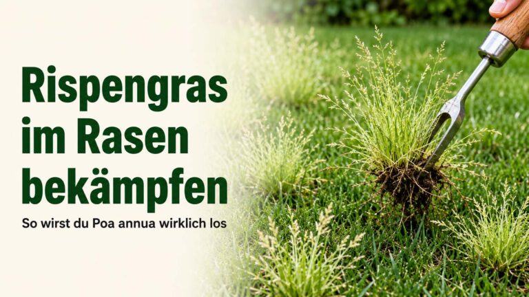 Rispengras im Rasen bekämpfen: So wirst du Poa annua wirklich los