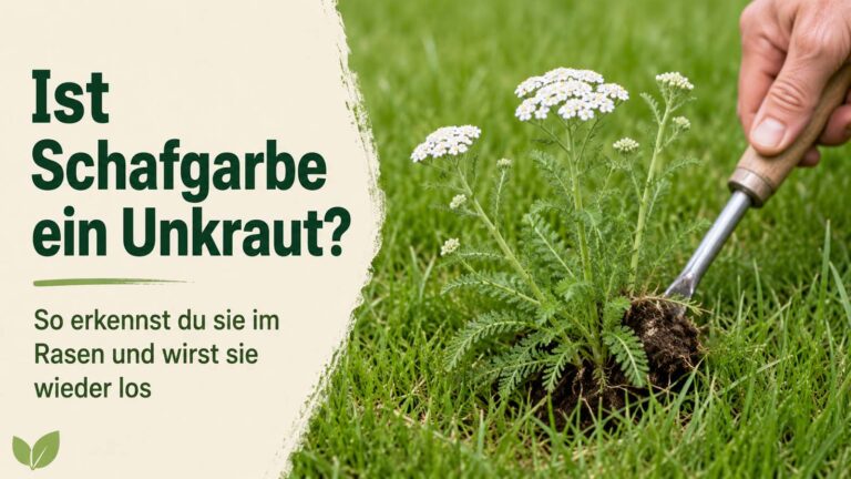 Ist Schafgarbe ein Unkraut? So erkennst du sie im Rasen und wirst sie wieder los