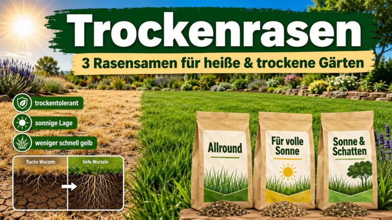 Welcher Trockenrasen ist der beste? 3 Rasensamen für heiße und trockene Gärten