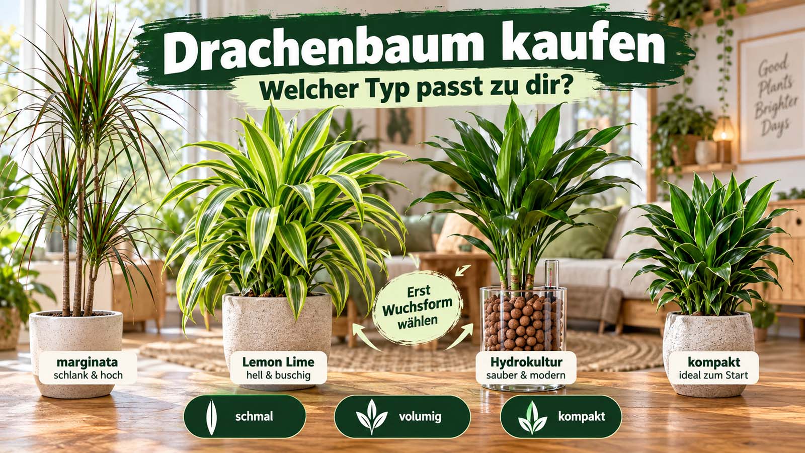 Verschiedene Drachenbaum-Typen im Vergleich: schlanke Dracaena marginata, buschige Lemon Lime, Hydrokultur und kompakter Drachenbaum für unterschiedliche Standorte.