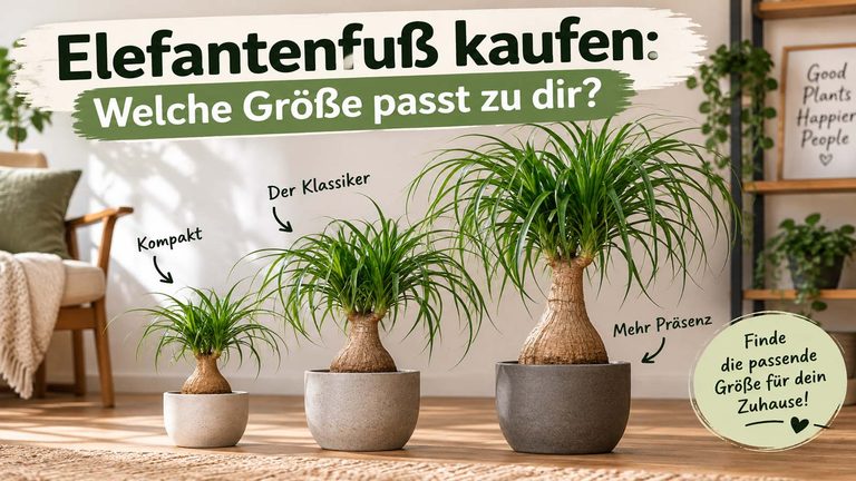 Elefantenfuß kaufen: Welche Größe passt zu dir?
