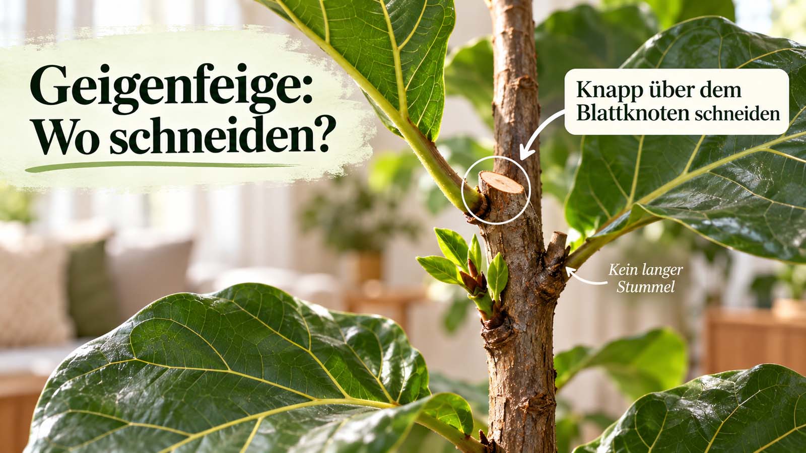 Schnittstelle an einer Geigenfeige knapp oberhalb eines Blattknotens mit neuem Austrieb darunter.