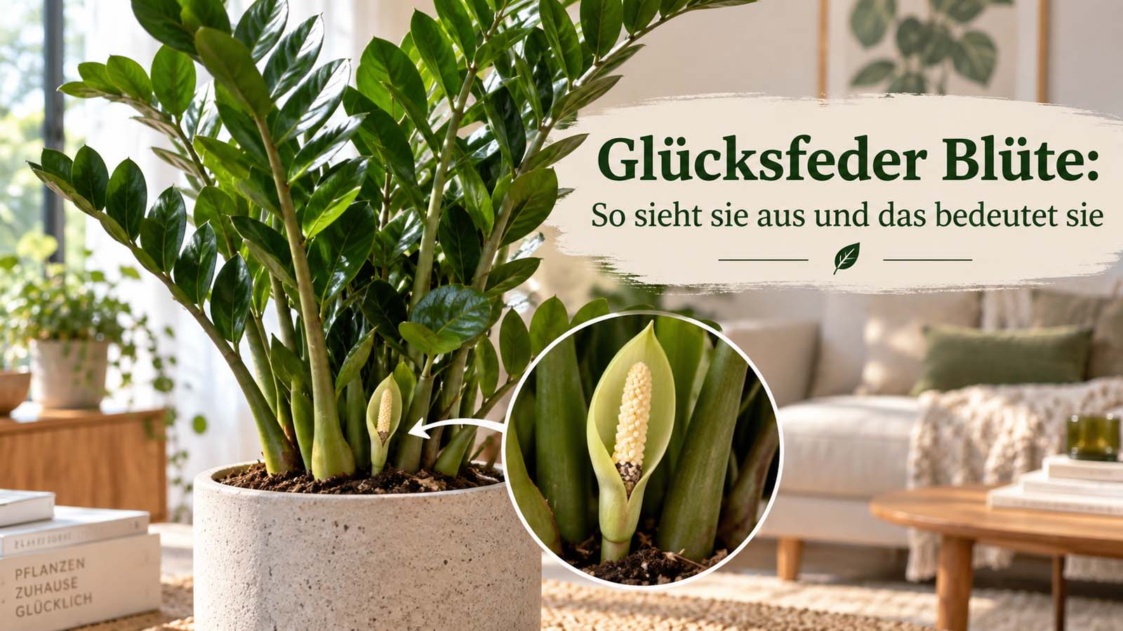 Blühende Glücksfeder mit bodennahem cremefarbenem Kolben und grünlichem Hüllblatt zwischen den Blattstielen.