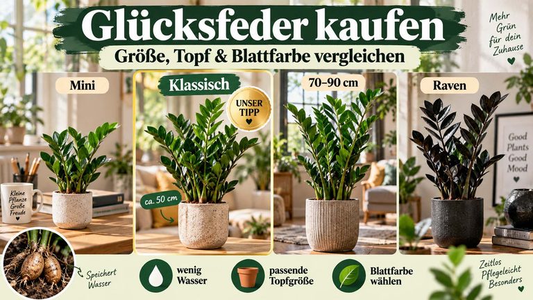 Glücksfeder kaufen: Welche Zamioculcas passt zu dir?