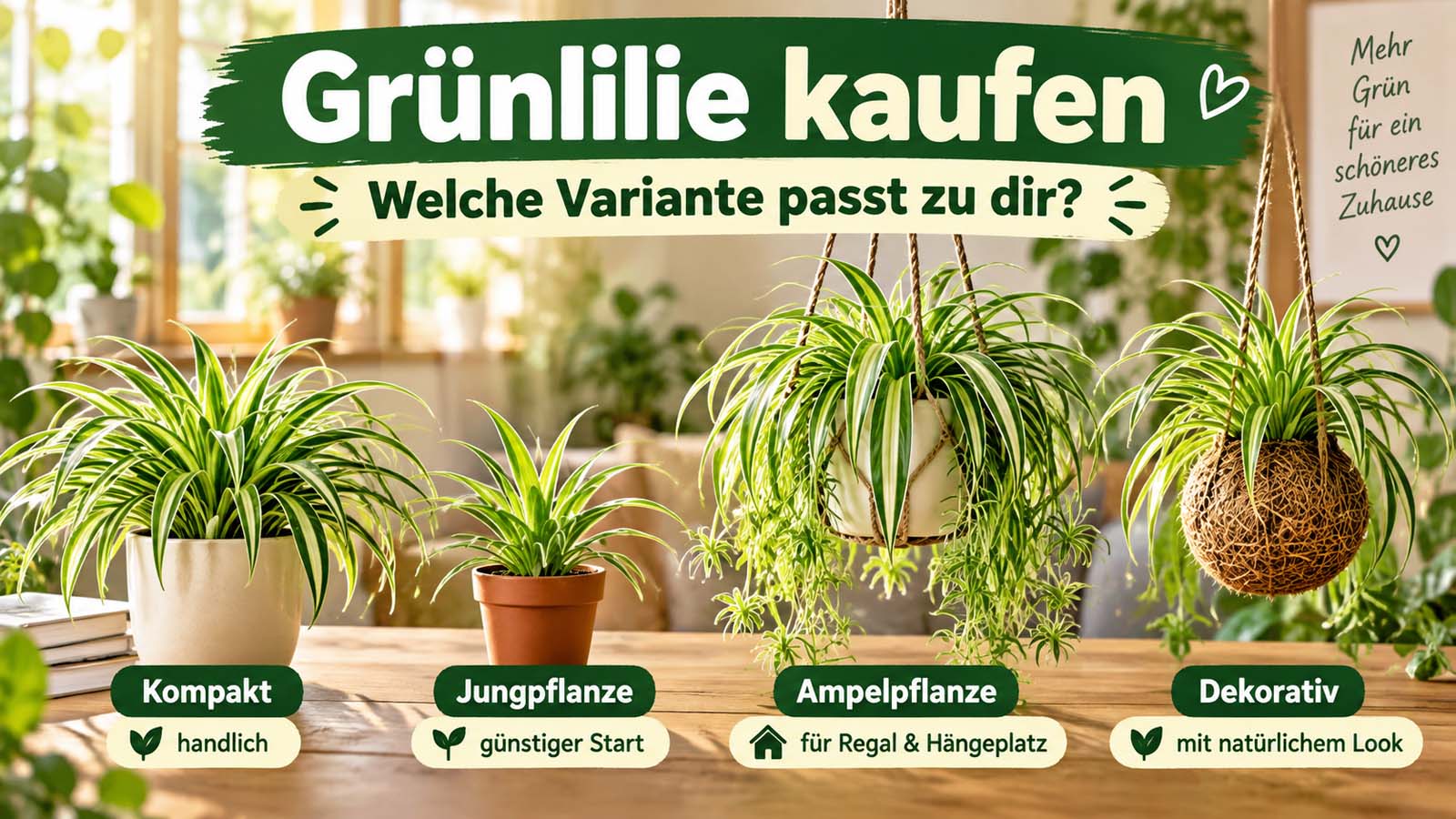 Vier Grünlilien im Vergleich: kompakte Pflanze, Jungpflanze, Ampelpflanze und dekorative Hängevariante für unterschiedliche Standorte in der Wohnung.