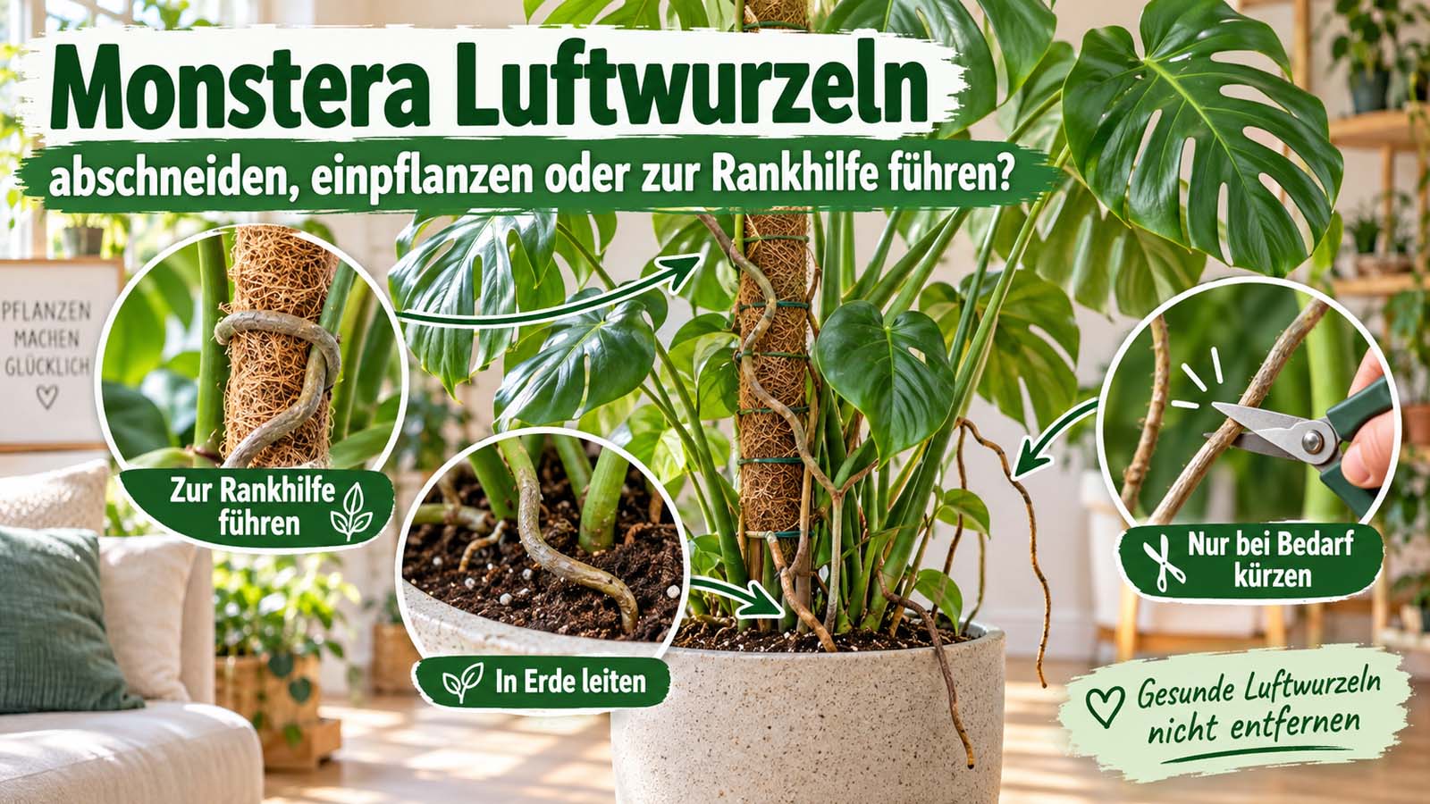Monstera mit langen Luftwurzeln, die zur Rankhilfe oder in die Erde geführt werden, sowie einer Luftwurzel, die bei Bedarf vorsichtig gekürzt wird.