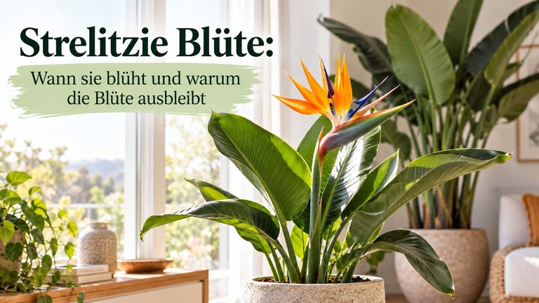 Strelitzie Blüte: Wann sie blüht und warum die Blüte ausbleibt