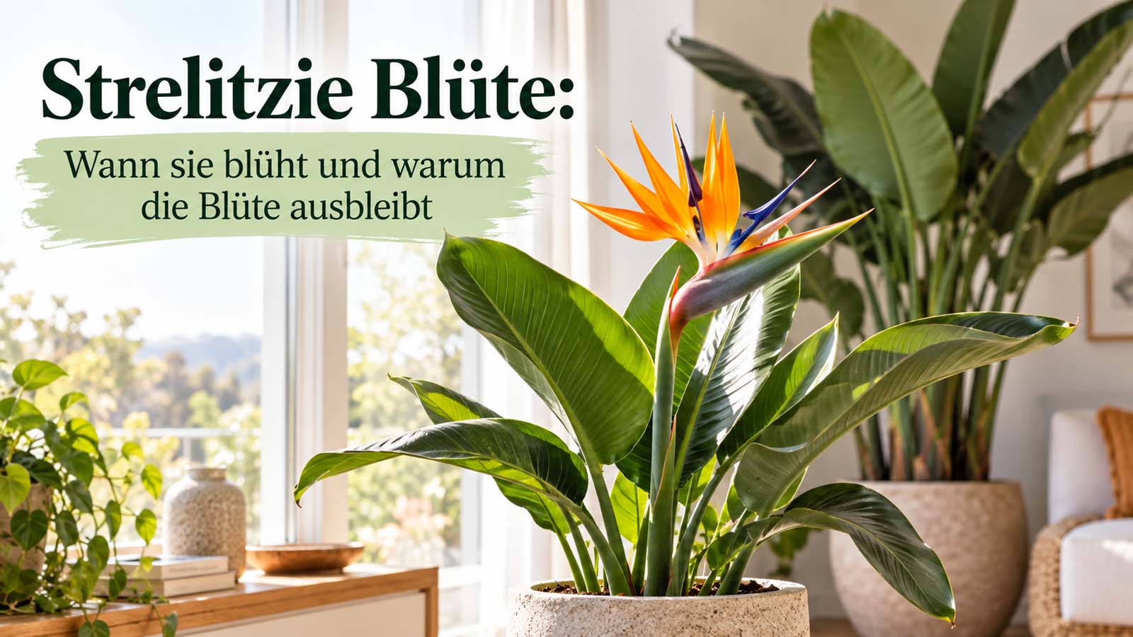 Blühende Strelitzie im hellen Wohnraum mit orange-blauer Blüte – passend zum Thema Blüte, Lichtbedarf und ausbleibende Blütenbildung.
