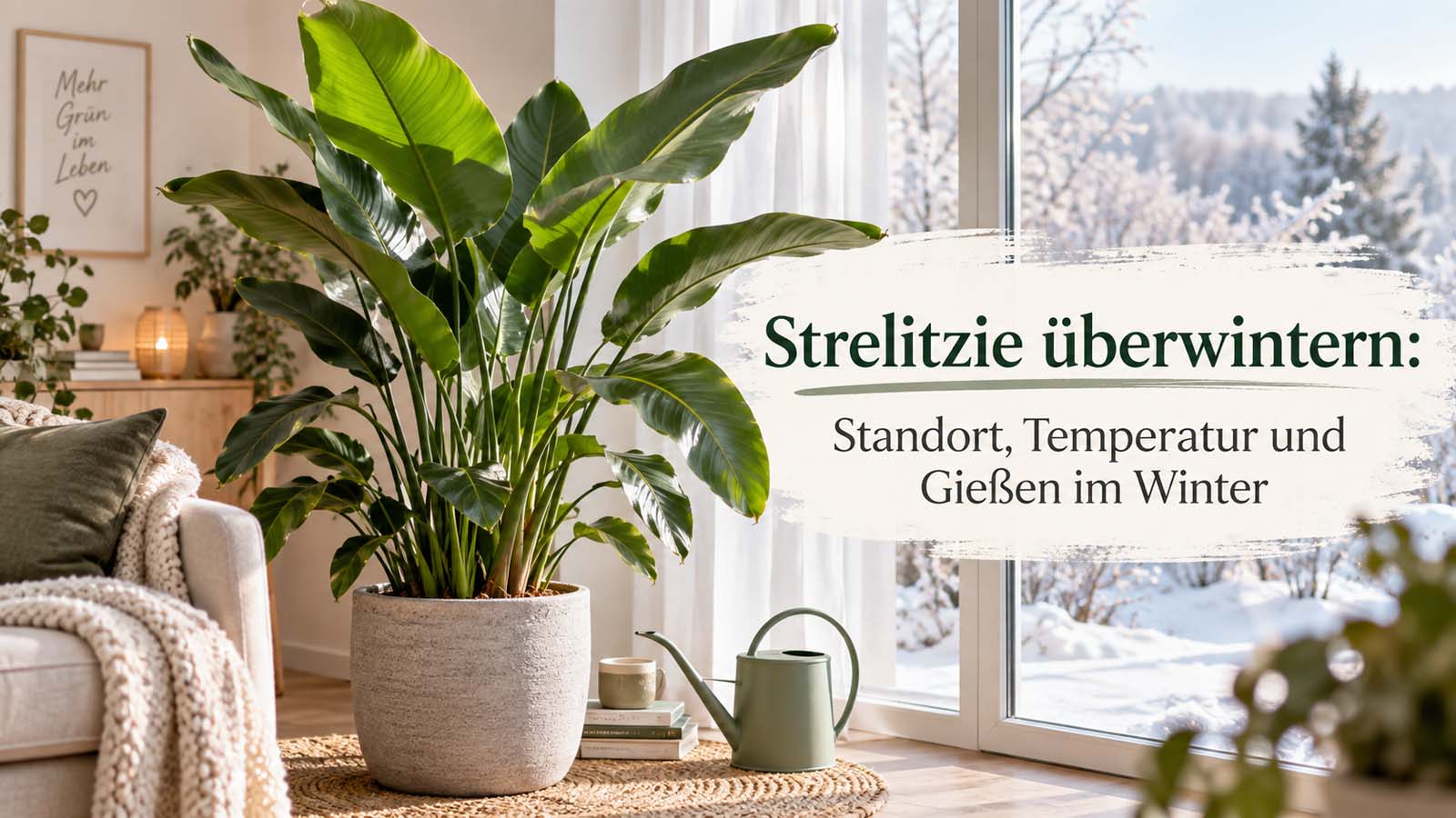 Strelitzie am hellen Winterstandort im Wohnraum vor großem Fenster mit Blick auf Schnee – passend zu Überwinterung, Licht und sparsamer Wassergabe.