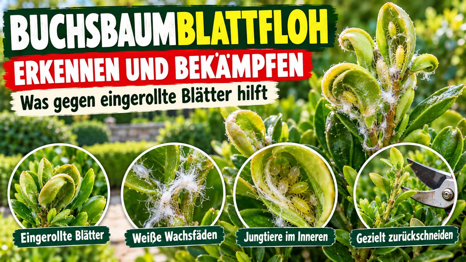 Buchsbaumblattfloh-Befall mit löffelförmig eingerollten Buchsbaumblättern, weißen Wachsfäden und gelblich-grünen Jungtieren. Die Grafik zeigt typische Symptome und den gezielten Rückschnitt befallener Triebspitzen.